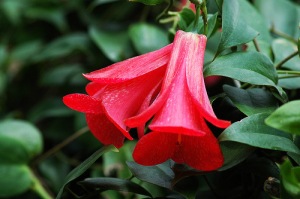 copihue, fiore nazionale cileno